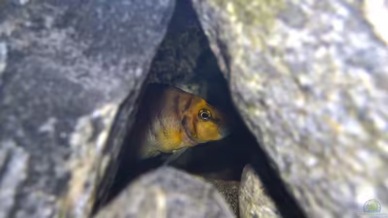 Altolamprologus compressiceps ´Golden Head´ Weibchen von falleb (21)