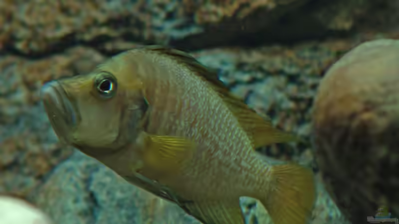 Altolamprologus Compressiceps (Goldkopf)  von Oliver Vieth (15)