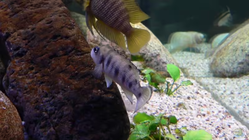 Altolamprologus Compressiceps (Goldkopf) mit Neolamprologus hecqui  von Oliver Vieth (7)