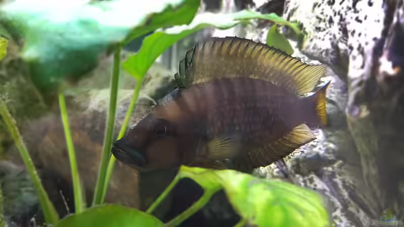 Altolamprologus Compressiceps Juli 2019 von TangaFan (7)