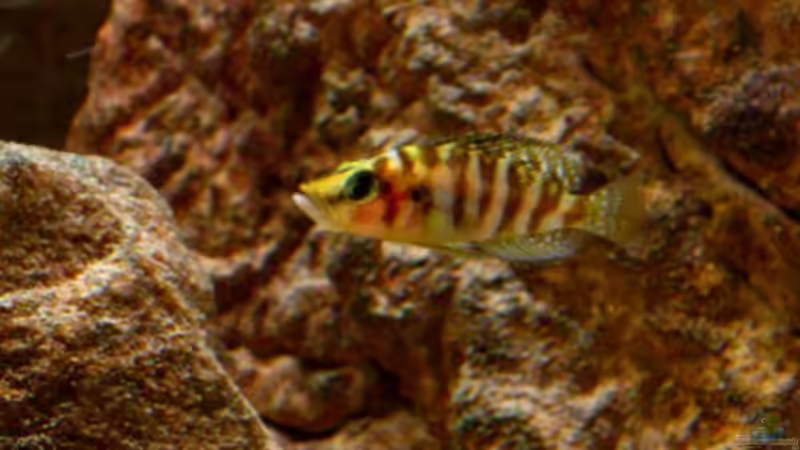 Altolamprologus compressiceps Kambwimba von Malawigo (36)