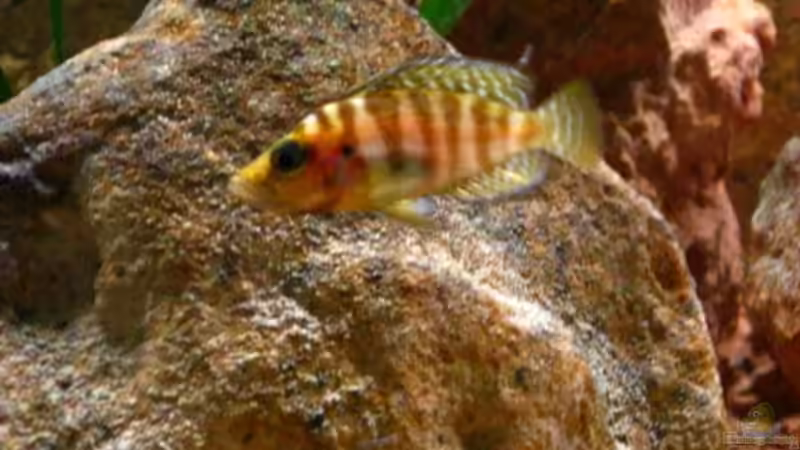 Altolamprologus compressiceps Kambwimba von Malawigo (43)