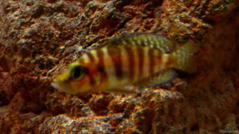 Altolamprologus compressiceps Kambwimba von Malawigo (44)