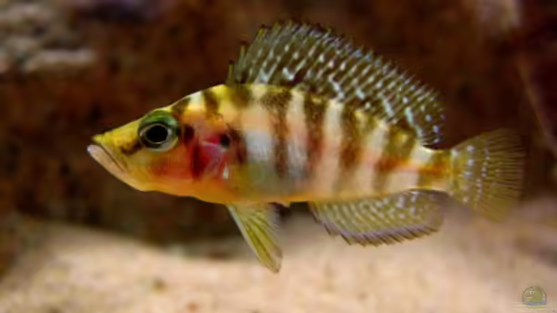 Altolamprologus compressiceps Kambwimba von Malawigo (49)