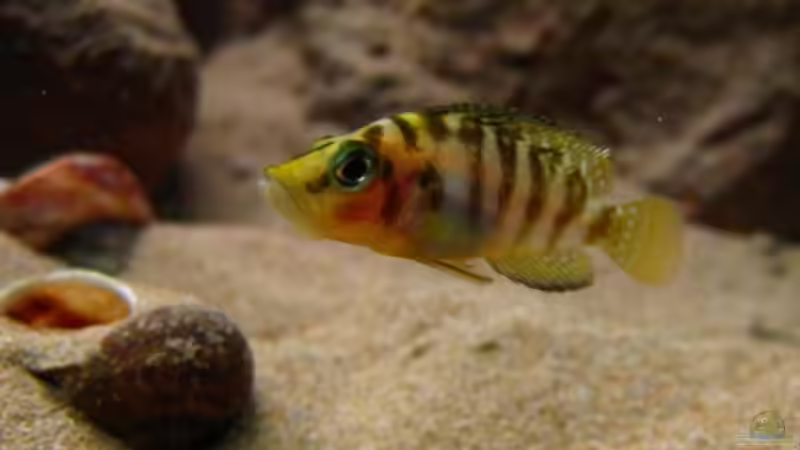 Altolamprologus compressiceps Kambwimba von Malawigo (55)