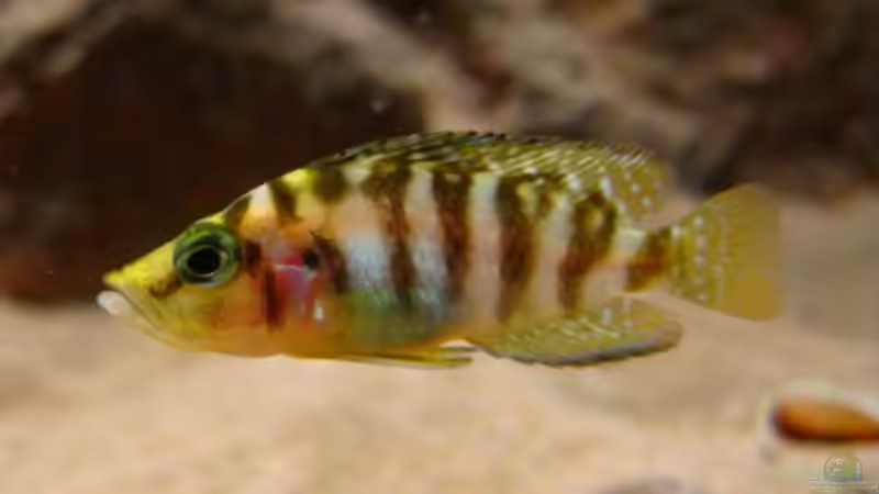 Altolamprologus compressiceps Kambwimba von Malawigo (56)