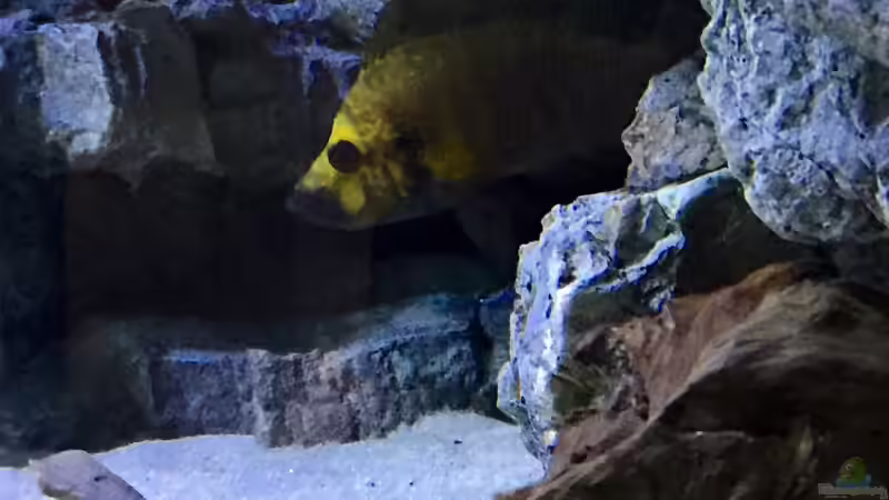 Altolamprologus compressiceps Kasanga von Duni (19)