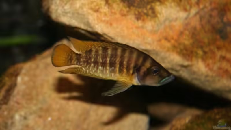 Altolamprologus Compressiceps Kigoma ´red fin´ junges MÃ¤nnchen von Alexander Hinz (11)