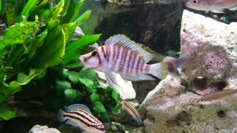 Altolamprologus compressiceps kiriza Männchen 250er von Christoph Klaus (15)