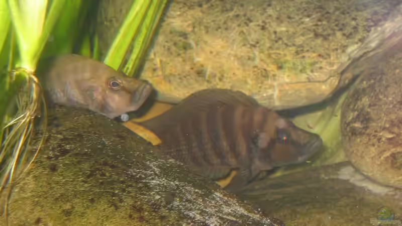 Altolamprologus compressiceps kurz nach dem Einsetzen von Carsten Ziß (17)