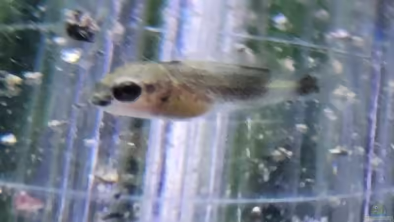 Altolamprologus compressiceps Mandarin Kilima etwa 14 Tage ab Eiablage von Chris Heerwagen (84)