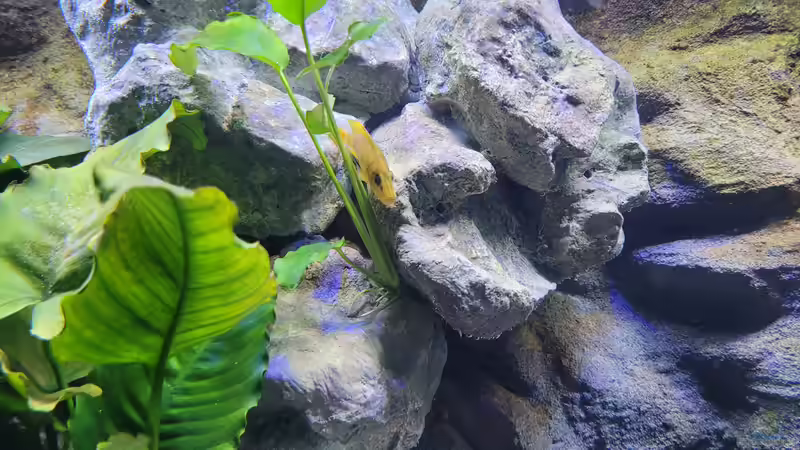 Altolamprologus compressiceps Mandarin Kilima von Chris Heerwagen (78)