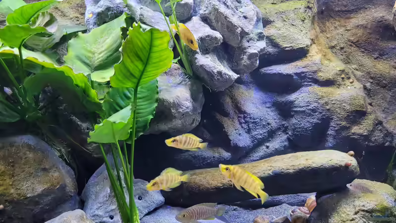 Aquarien mit Altolamprologus compressiceps (Nanderbuntbarsch)