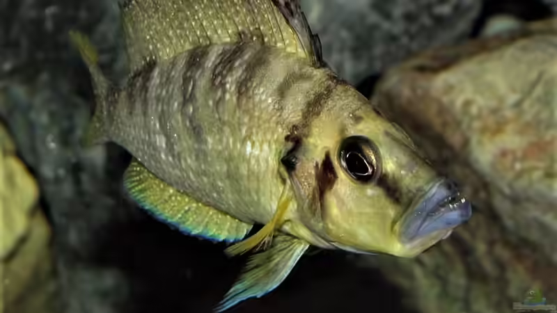 Altolamprologus compressiceps Mutondwe von Cichliden-Kabuff (19)