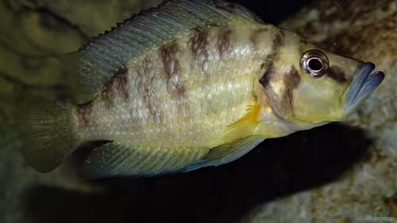 Altolamprologus compressiceps Mutondwe von Cichliden-Kabuff (29)