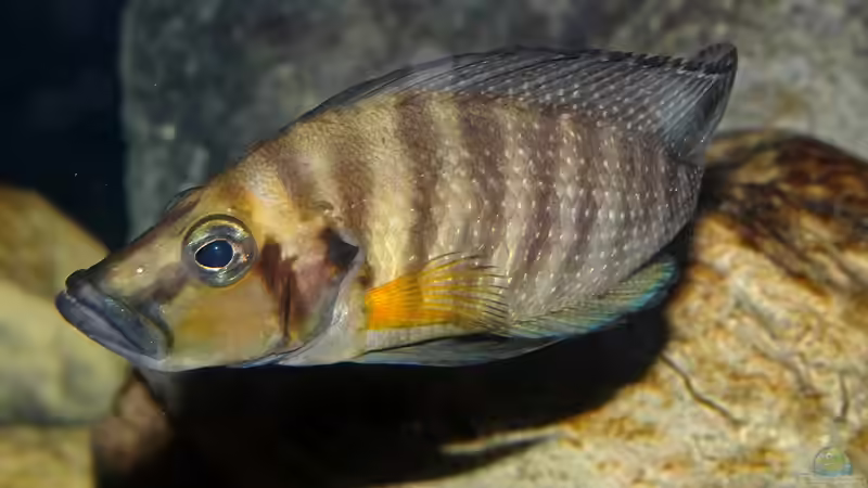Aquarien mit Altolamprologus compressiceps (Nanderbuntbarsch)