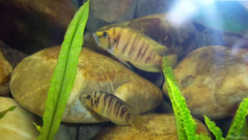 Altolamprologus compressiceps Paar von Ollinger (11)