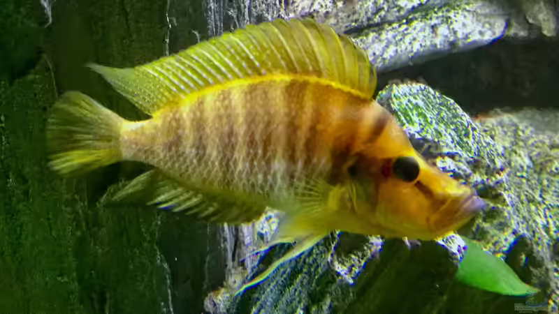 Altolamprologus compressiceps Paypay  von Steffi66 (42)