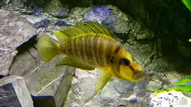 Altolamprologus compressiceps Paypay  von Steffi66 (43)