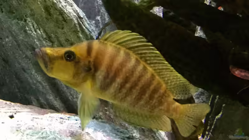 Altolamprologus compressiceps Paypay  von Steffi66 (44)