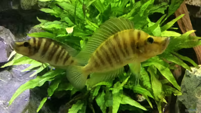 Altolamprologus compressiceps Paypay 1/1 von Steffi66 (41)