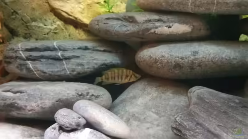 Altolamprologus compressiceps red fin von Moorna (6)