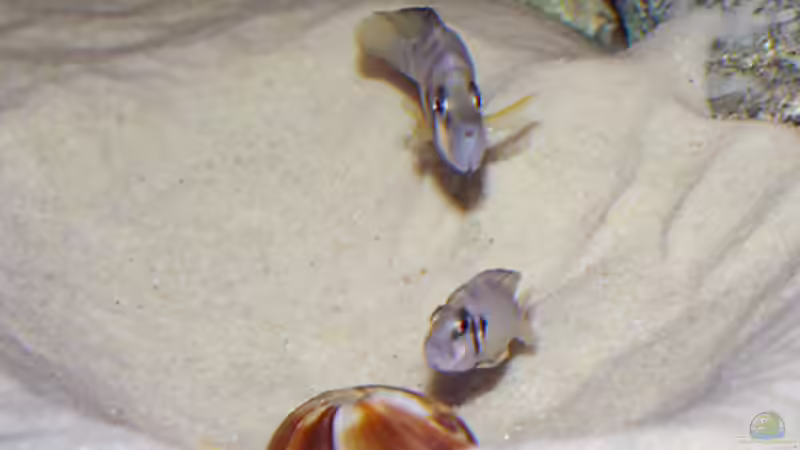 Altolamprologus compressiceps Sumbu Shell von Dirk Lehmann (24)