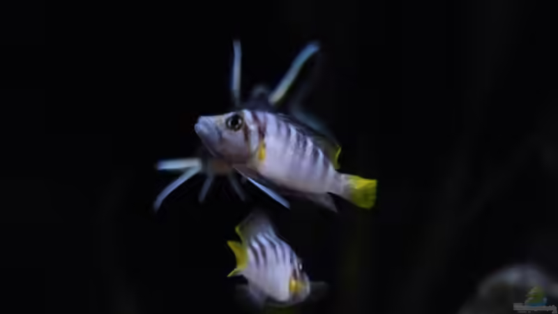 altolamprologus compressiceps sumbu shell von Martina (53)