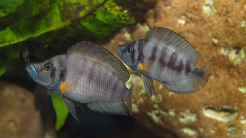 Altolamprologus compressiceps Sumbu Shell von ravaka (144)