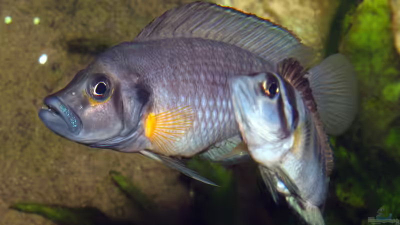 Altolamprologus compressiceps Sumbu Shell von ravaka (146)