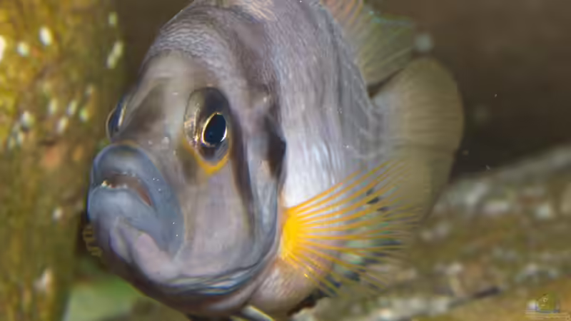 Altolamprologus compressiceps ´Sumbu Shell´ von ravaka (77)