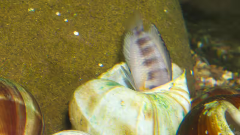 Altolamprologus compressiceps ´Sumbu Shell´ von ravaka (78)