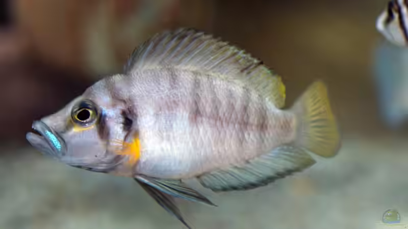 Altolamprologus compressiceps ´Sumbu Shell´ von ravaka (79)