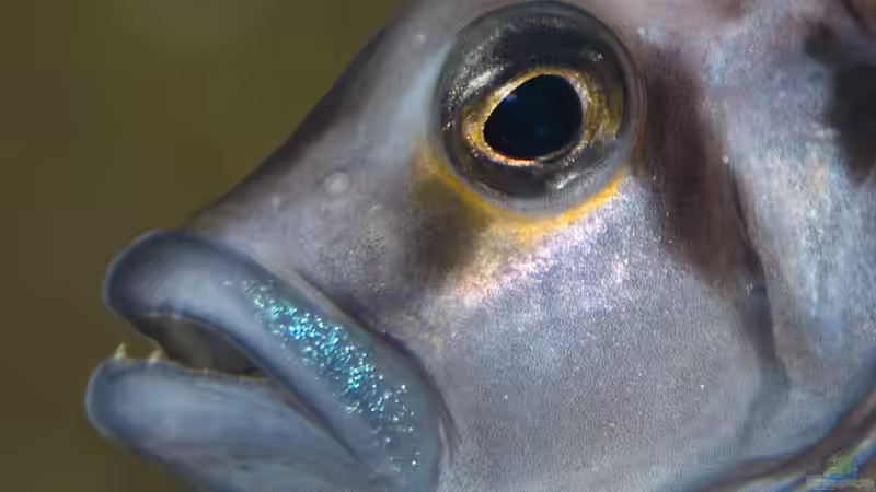 Altolamprologus compressiceps ´Sumbu Shell´ von ravaka (81)