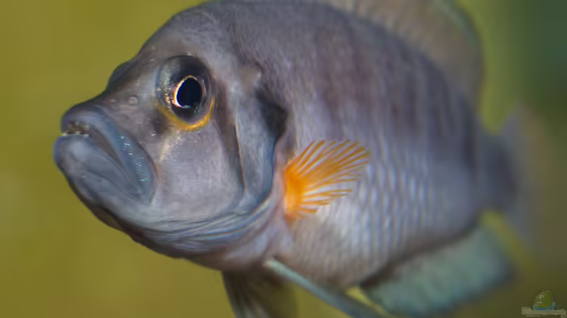 Altolamprologus compressiceps ´Sumbu Shell´ von ravaka (82)