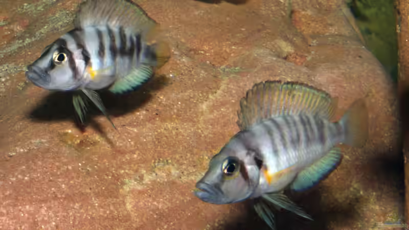 Aquarien mit Altolamprologus sp. "sumbu shell"