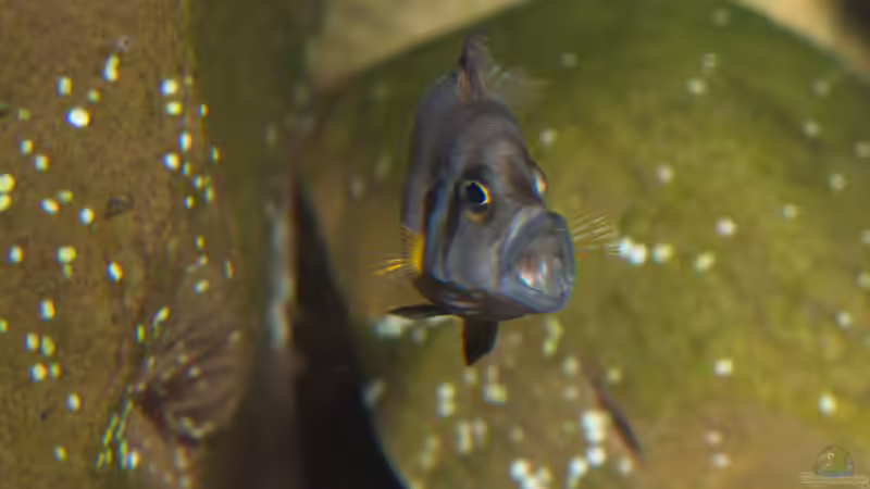 Aquarien mit Altolamprologus compressiceps (Nanderbuntbarsch)