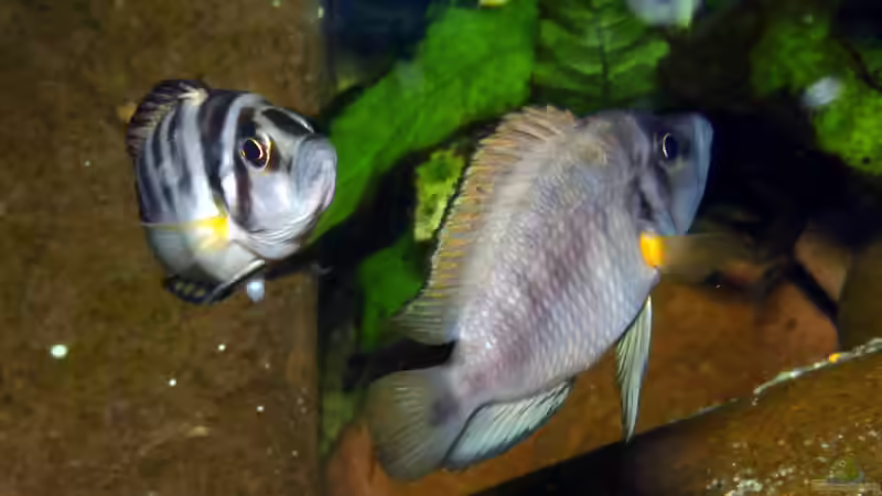 Aquarien mit Altolamprologus compressiceps (Nanderbuntbarsch)