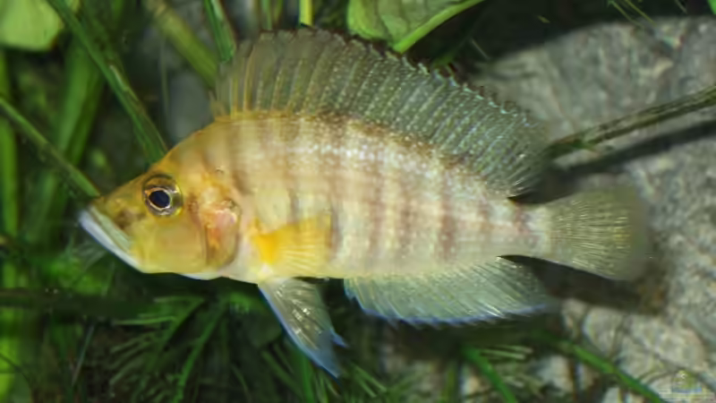 Altolamprologus compressiceps von Alex Stark (9)