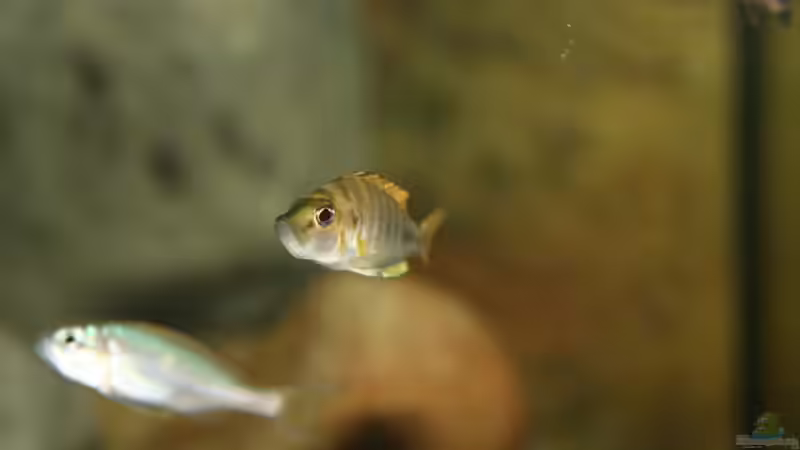 Altolamprologus compressiceps von Didi (50)