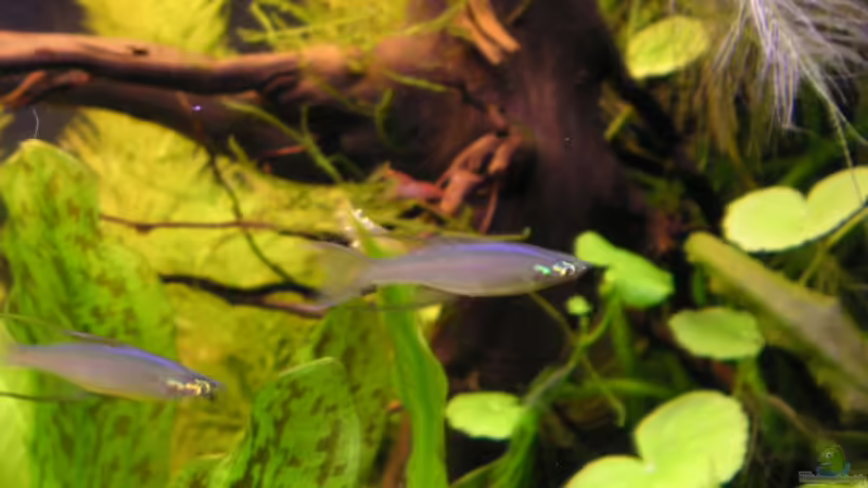 Altolamprologus compressiceps von Mathias Kern (22)