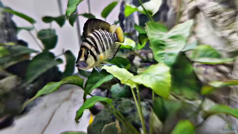 Altolamprologus Compressiceps von TangaFan (14)