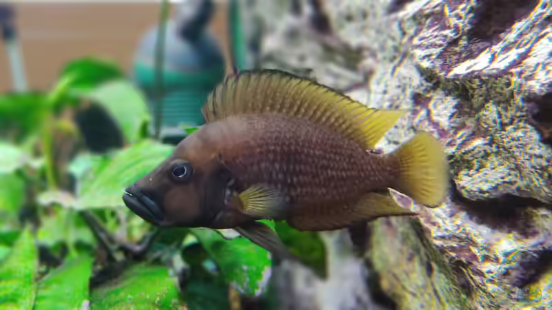 Altolamprologus Compressiceps von TangaFan (4)