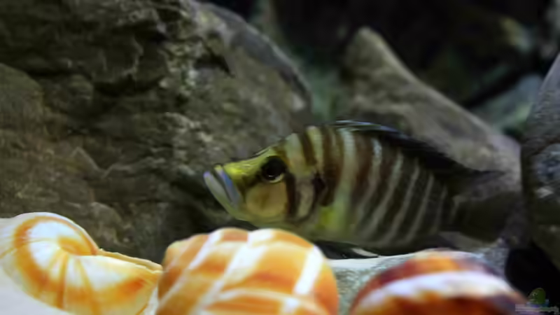 Altolamprologus compressiceps Weibchen von Koehler (46)