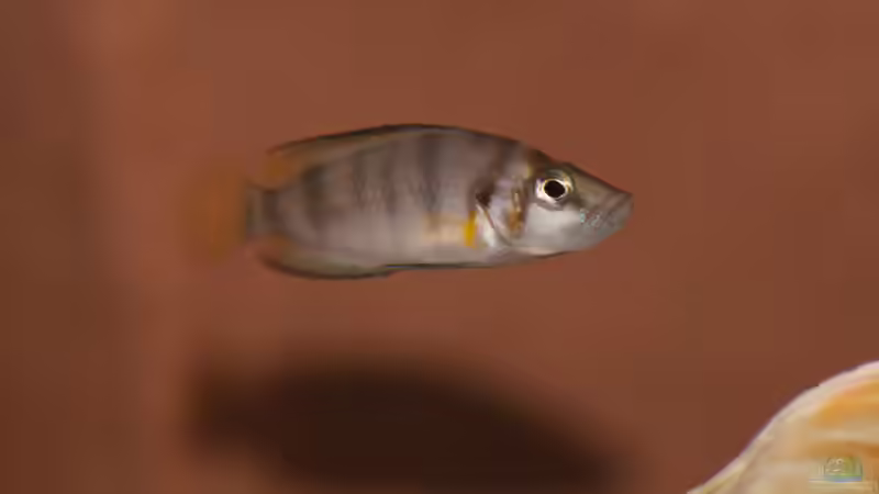 Altolamprologus spec shell  von fotto (2)