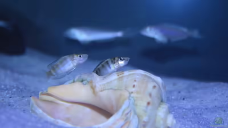 Altolamprologus Sumbu Shell von PioMisSambia (16)