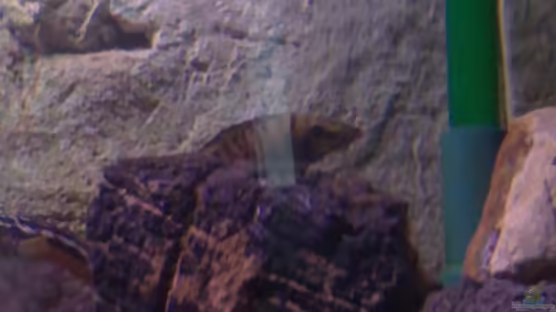 Altolamprologus Weibchen von Capitan Hook (42)