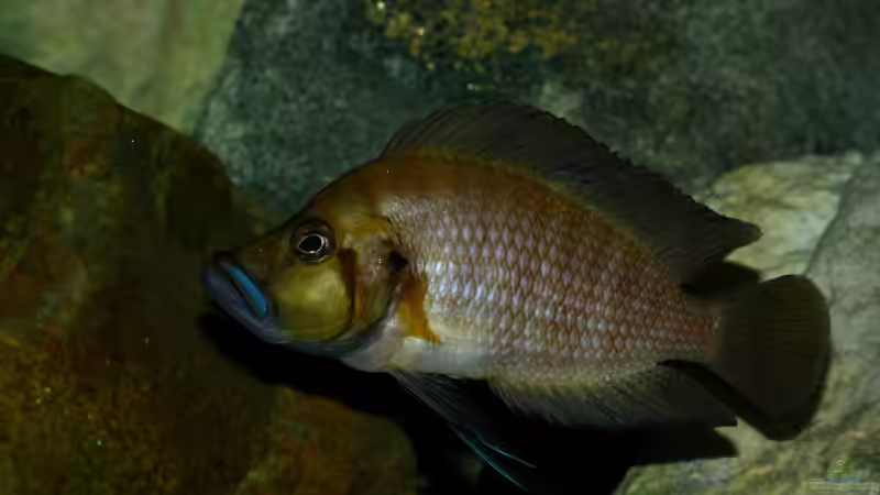 Altolamprologus Weibchen von Koehler (83)