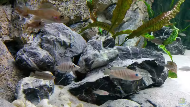 Altolamprolugus calvus und N. multifasciatus von spriggina (56)