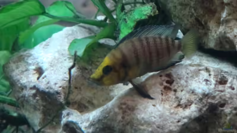 Altolomprologus compressiceps von Timo Tschöpel (16)